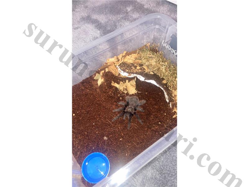 Dişi-Erkek Takım Olarak Brachypelma Albopilosum 